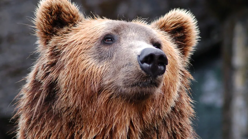 Rubrik_Naturschutz_Braunbaer_c.Pixabay_animal-1283347_1920